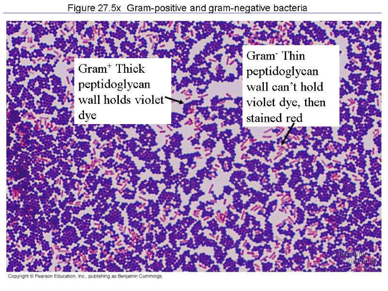 Figure 27.5x  Gram-positive and gram-negative bacteria Gram+ Thick peptidoglycan wall holds violet dye